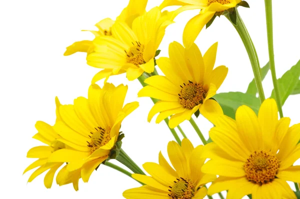 stock image Yellow daisy flower