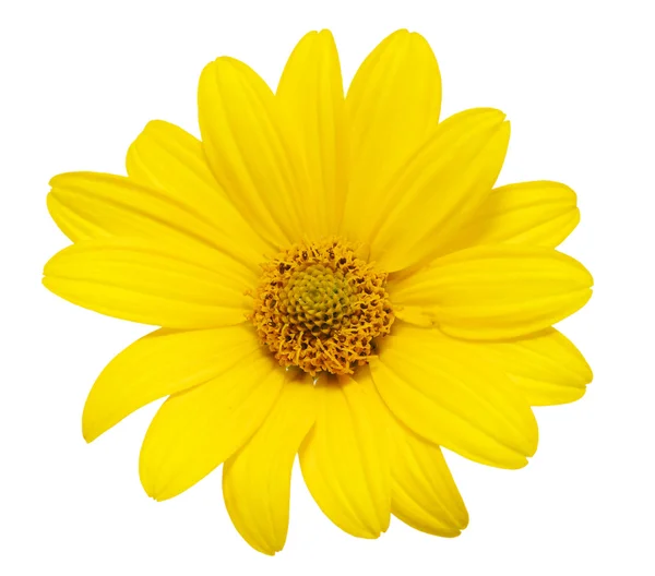 Fiore margherita giallo — Foto Stock