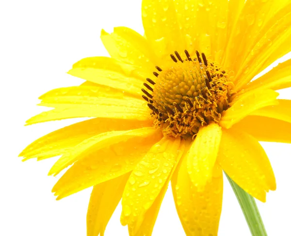 Fiore margherita giallo — Foto Stock
