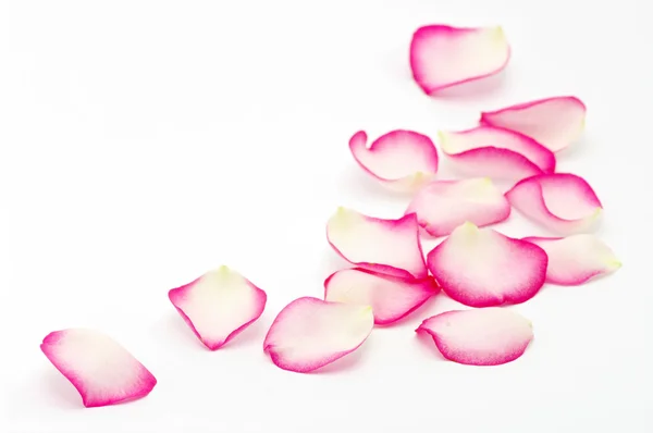 粉色玫瑰花瓣 — 图库照片