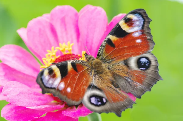 Bunter Schmetterling — Stockfoto