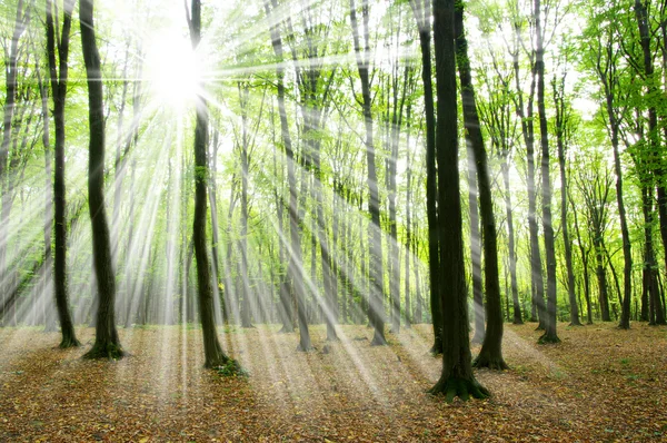 Luz solar da floresta — Fotografia de Stock