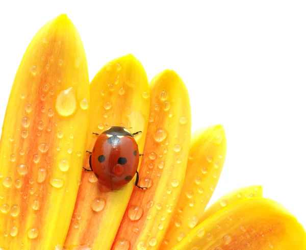 Lieveheersbeestje op een bloem — Stockfoto