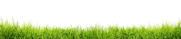 Grass on white Stock Picture