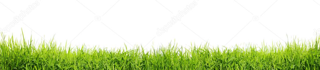 Grass on white