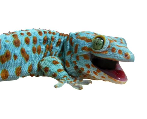 Gecko auf Weiß — Stockfoto