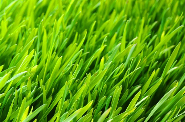 Зелений газон — стокове фото