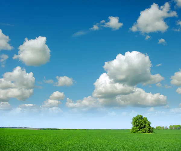 stock image Field with tree