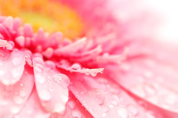 Roze gerbera — Stockfoto