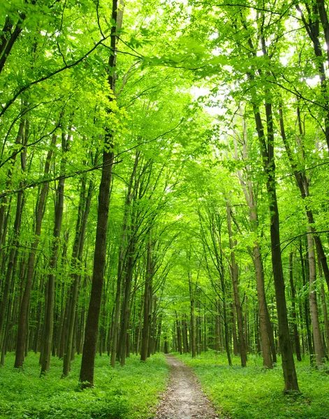 Groen bos — Stockfoto
