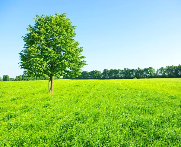 Tree in meadow — Stock Photo, Image