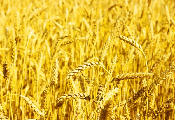 Zlatá pšenice — Stock fotografie