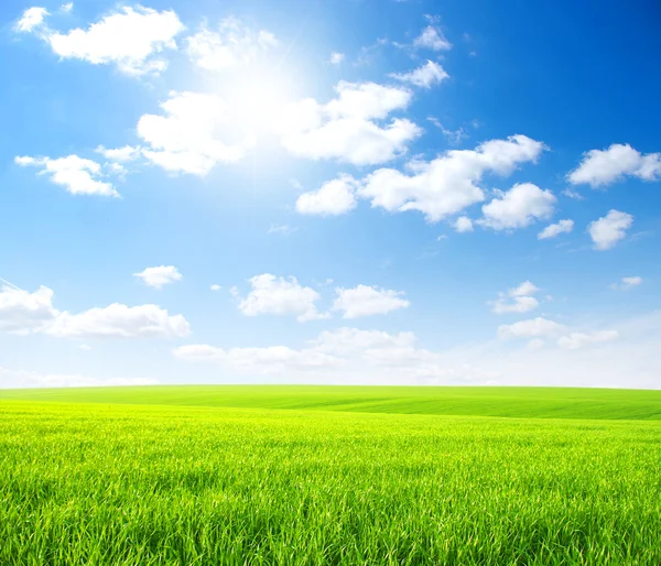 stock image Green field