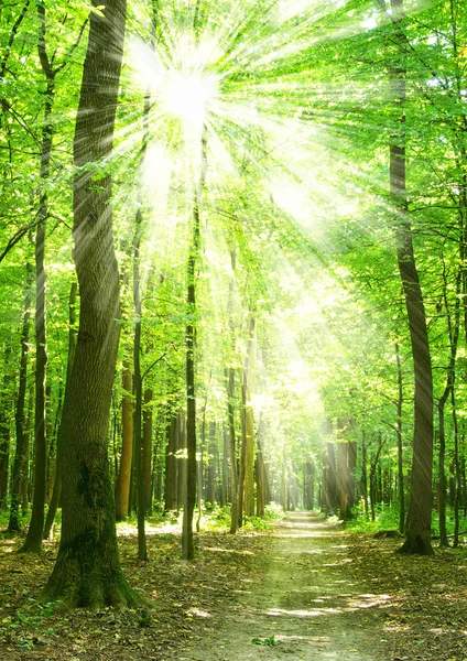 Lumina soarelui forestier — Fotografie, imagine de stoc