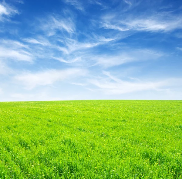 Field and clouds — Stock Photo, Image