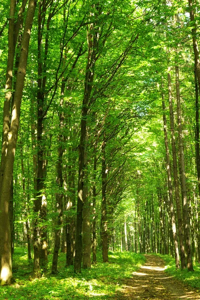 stock image Forest