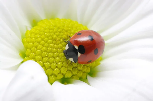 Marienkäfer auf Blume — Stockfoto