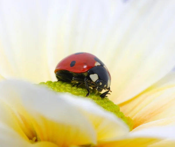 Ladybug on flower — Stock Photo, Image