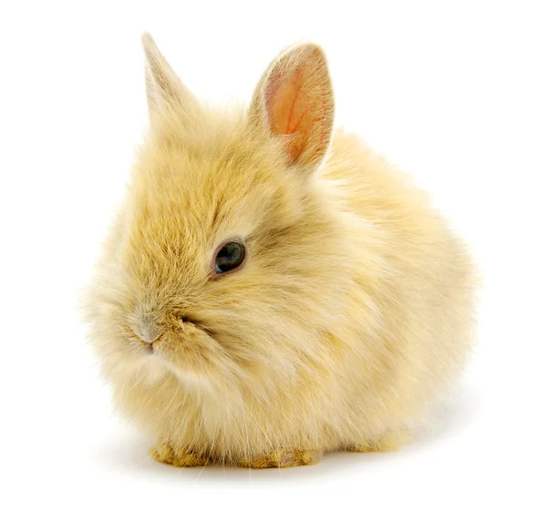 Pequeño conejo marrón — Foto de Stock