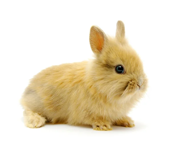 Küçük kahverengi tavşan — Stok fotoğraf