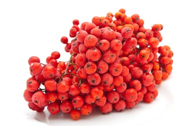 Rowanberry