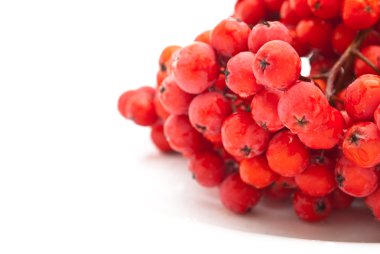 Rowanberry