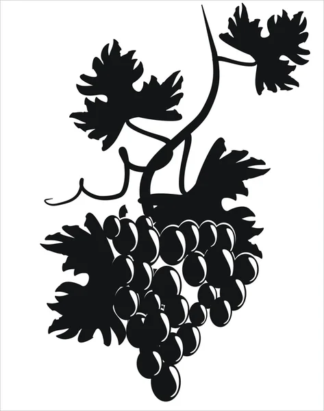 Виноградна Лоза — стоковий вектор