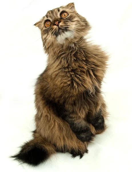 Eğlenceli kedi — Stok fotoğraf