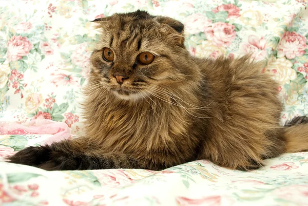 Funny kočka面白い猫 — Stock fotografie
