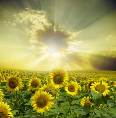 Sunflowers clipart