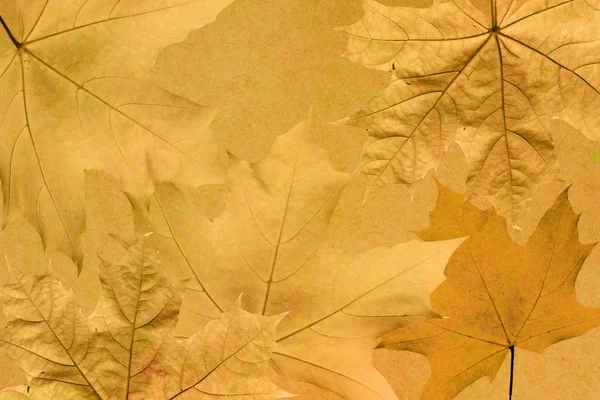 Fondo con foglie autunnali — Foto Stock