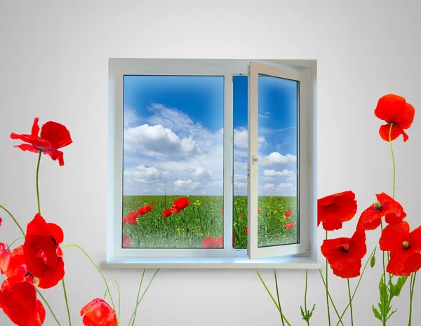 stock image Window