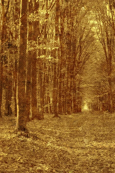 오래 된 숲 사진 — 스톡 사진