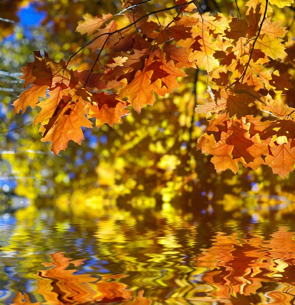 stock image Leaves