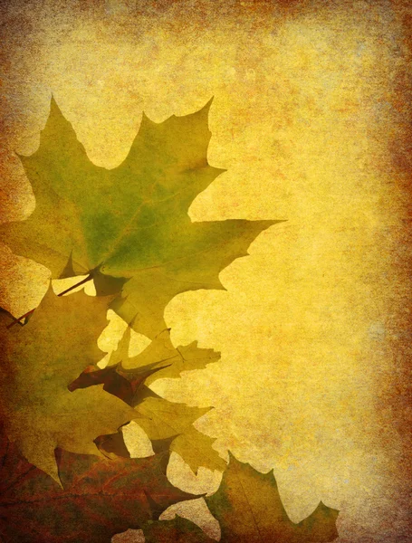 Backgrounds leaf — Stock Photo, Image