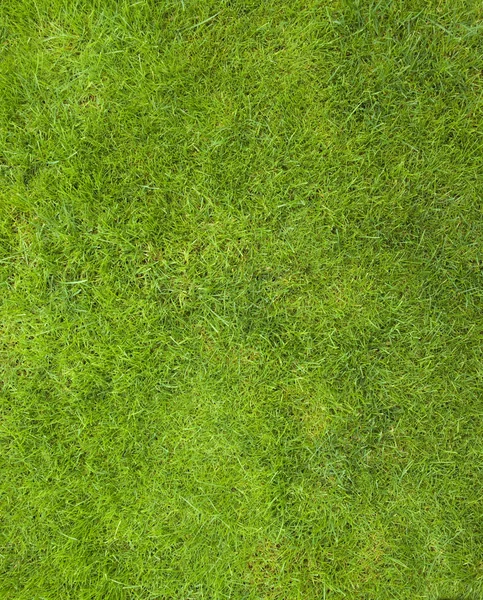 Prato verde — Foto Stock