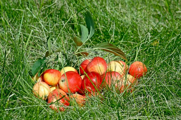 Manzanas en la hierba —  Fotos de Stock