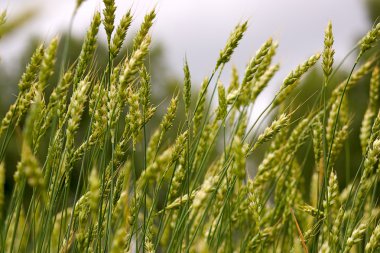 Ears of wheat clipart