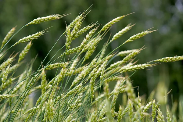 Пшеничное поле Стоковое Изображение