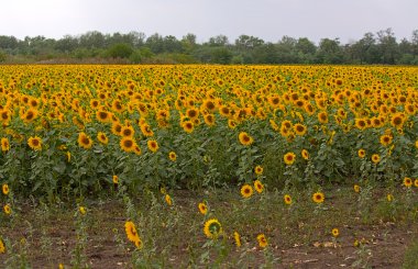 Ayçiçeği tarlası