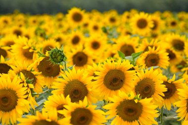 Blooming sunflowers clipart