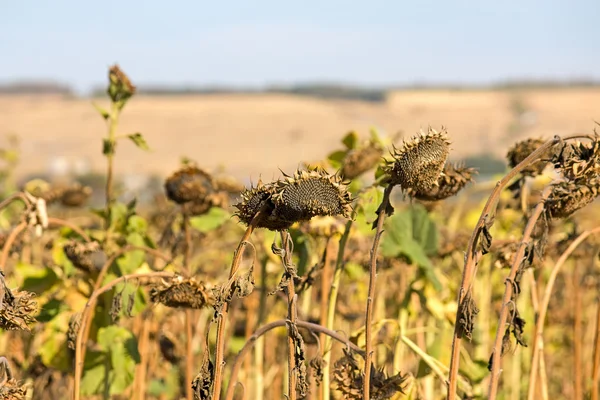 Solros fält — Stockfoto