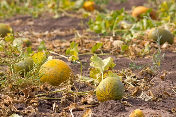 Melon fältet — Stockfoto