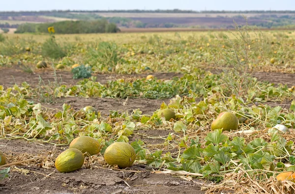 Melon field — Stock Photo, Image