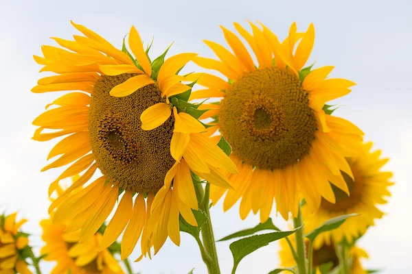 Bloeiende zonnebloemen — Stockfoto