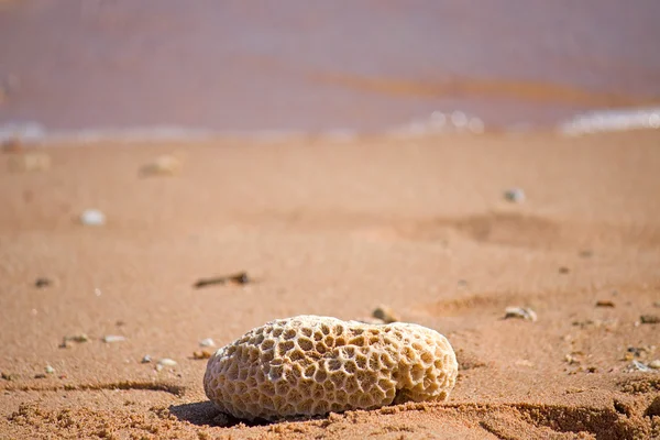 海滩上的珊瑚 — 图库照片