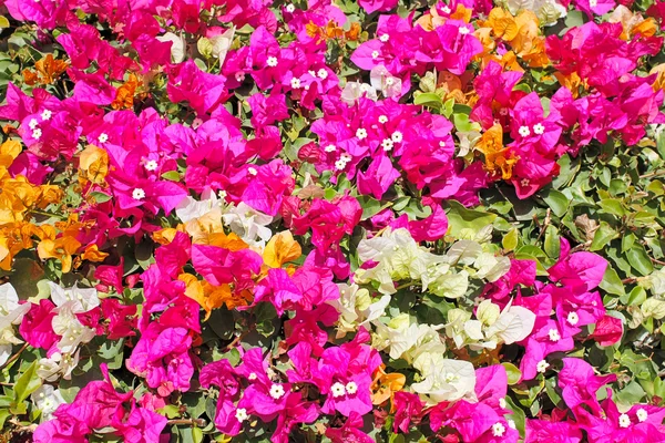 Blomster baggrund - Stock-foto