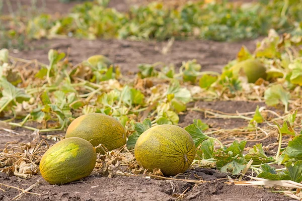 Melon field — Zdjęcie stockowe