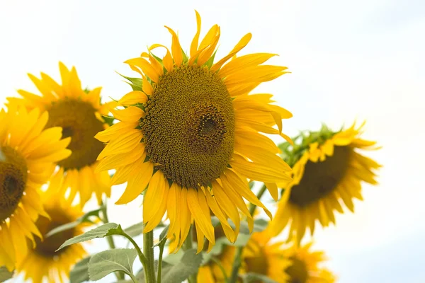 Bloeiende zonnebloemen — Stockfoto