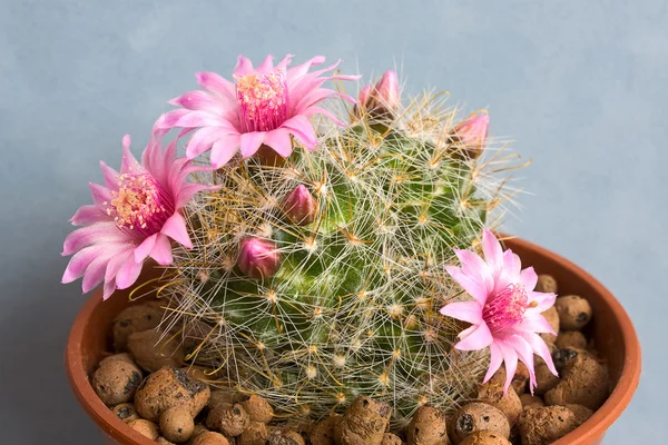 Blommande kaktus — Stockfoto